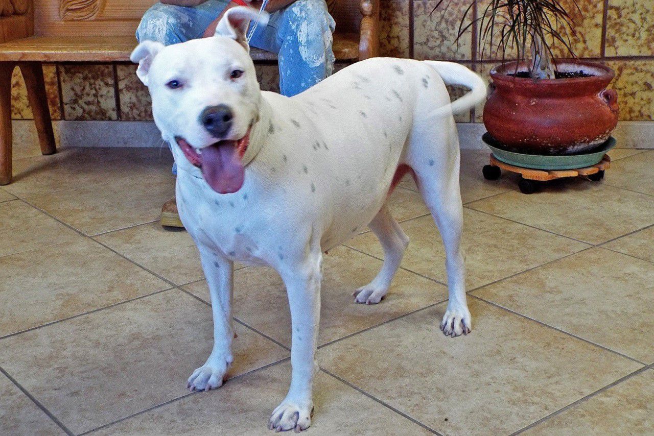 Adopt a friend: Heidi